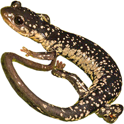 Northern Slimy